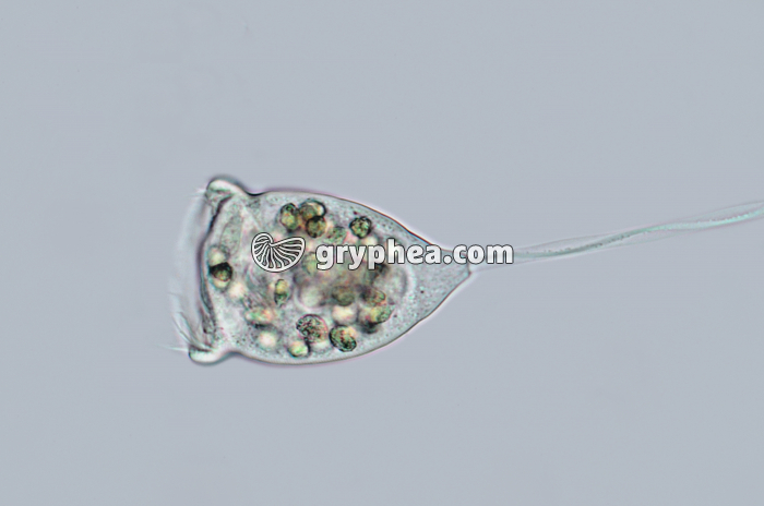 Vorticelle x100 - gryphea.com